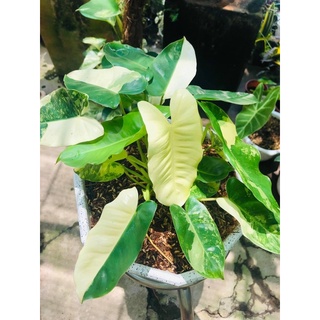 Trầu tỉ phú đột biến