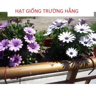 Hạt Giống Cúc Châu Phi Mix ( 20 hạt )