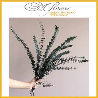 Cành lá táo khô Eucalyptus ,lá khuynh điệp , lá mimosa hoa khô trang trí để bàn, kệ sách, decor vintag