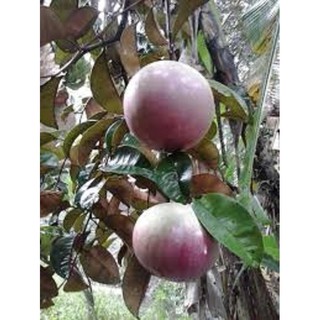 CÂY GIỐNG Vú sữa Lò Rèn QUẢ SỚM CAM KẾT GIỐNG CHUẨN F1 Không có đánh giá2 câu hỏi đã trả lời