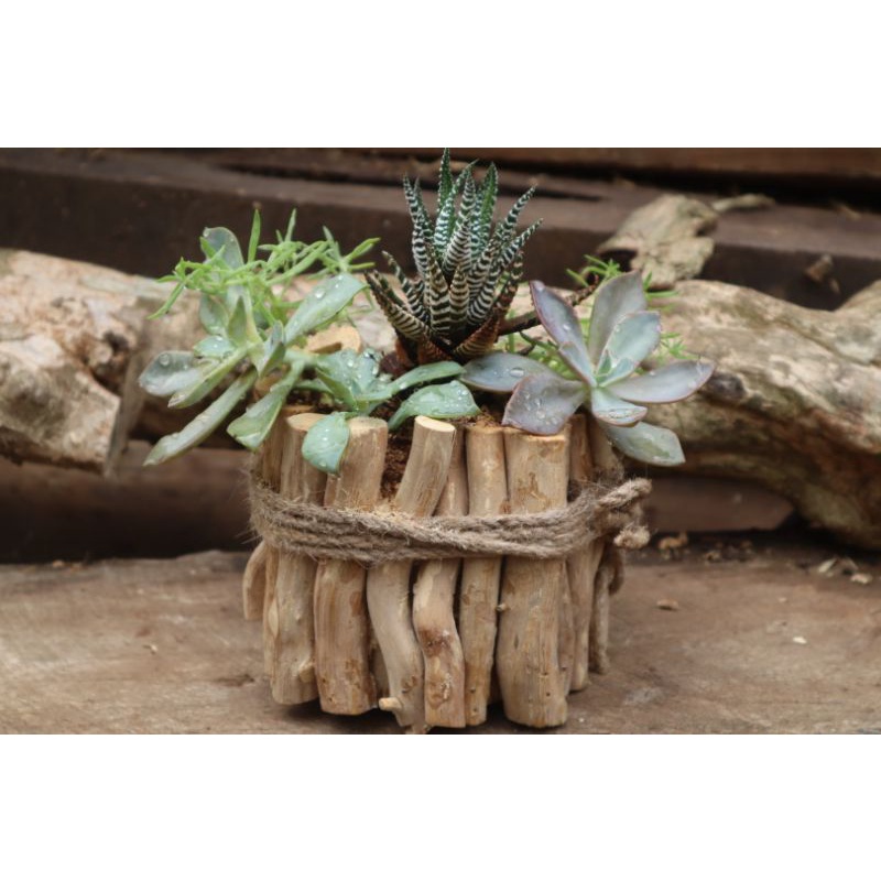 Chậu gỗ trồng phong lan, sen đá ,sương rồng