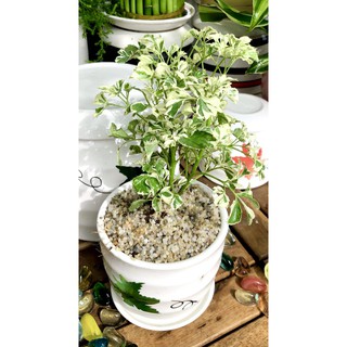Chậu sứ cây Đinh Lăng cẩm thạch để bàn