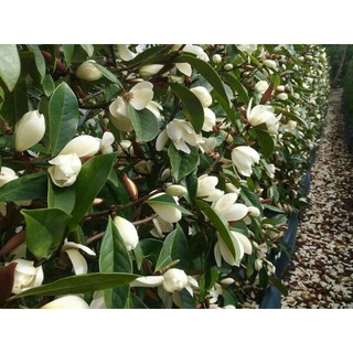 [FREESHIP - Xả Khô Máu] Giống hoa hàm tiếu