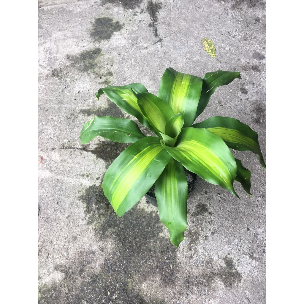 Cây phát tài - Thiết mộc lan