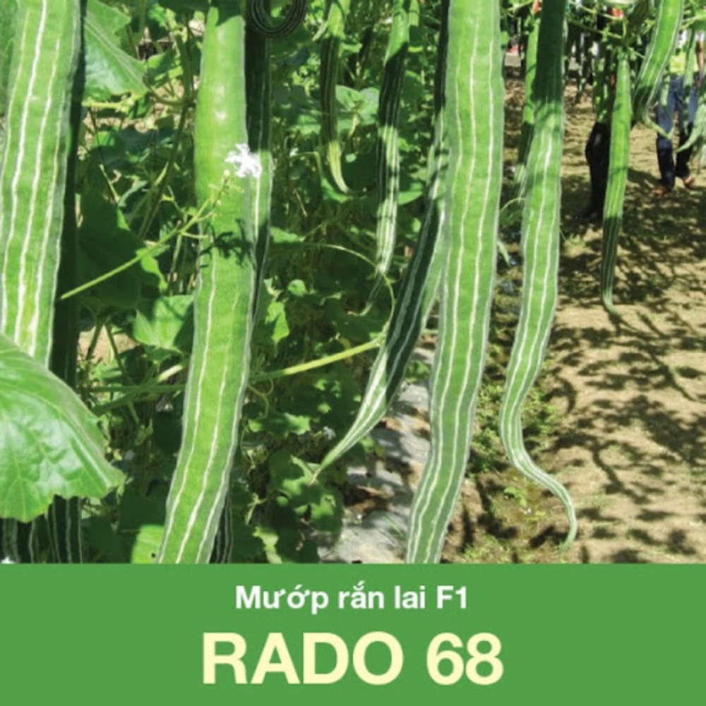 Hạt Giống Mướp Rắn Lai F1 Rado 68 Rạng Đông - Gói 5 hạt (HRD-047)
