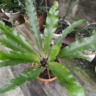 Cây tổ quạ, (cây ổ phụng, tổ chim, ráng ổ phụng, ổ chim)