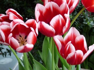 Combo 50 củ hoa Tulip đủ các màu