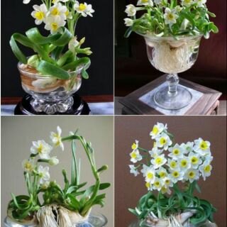 Củ thủy tiên