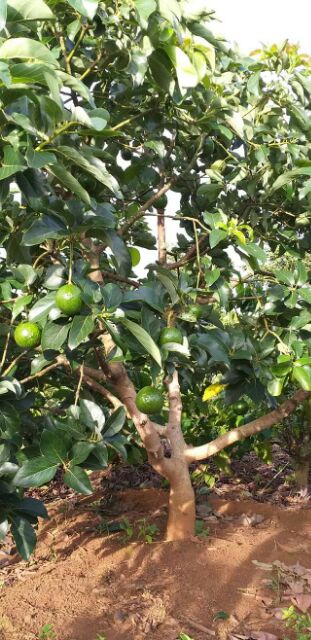 Bơ booth 7 giá sỉ 10k chỉ bán sỉ