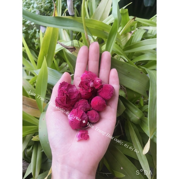 Nụ Hoa Mẫu Đơn Khô Loại 1 màu tươi đẹp