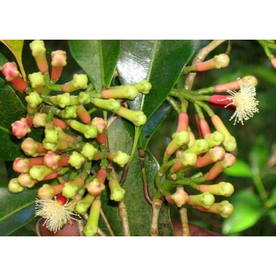 NỤ ĐINH HƯƠNG LOẠI 1 - DÙNG NẤU ĂN LÀM BÁNH