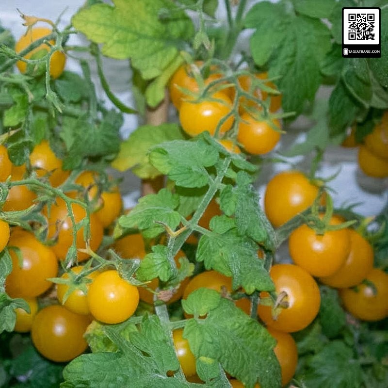 [Bán sỉ] - Hạt giống cà chua bi chùm vàng