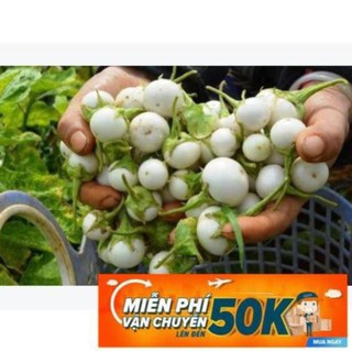 0.5g Hạt giống Cà pháo trắng (tặng gói kích nẩy mầm và hướng dẫn) LuckyseadTG
