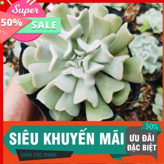 Sen đá hoa cúc chậu 15cm