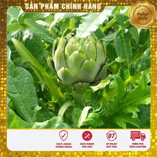Hạt Giống Atiso Xanh - 4 Hạt
