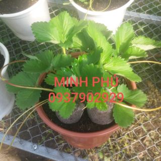 Viên nén xơ dừa loại mới - 500 viên