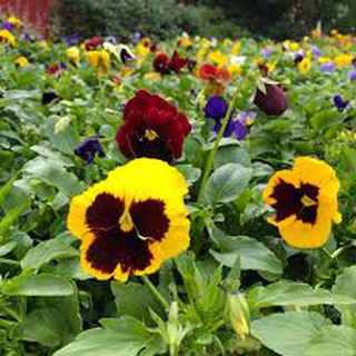 Hạt giống hoa Pansy - cánh bướm