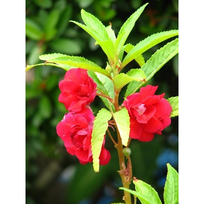 Hạt giống hoa móng tay mix màu (tặng kèm phân bón và kích mầm)