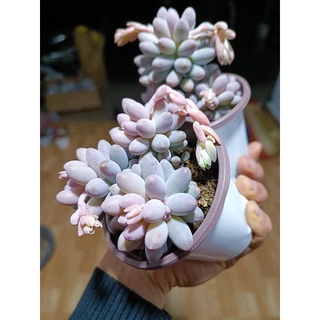 Chậu hoa đã qua sử dụng 2 chiếc.