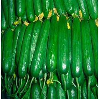 Hạt giống Dưa chuột chùm
