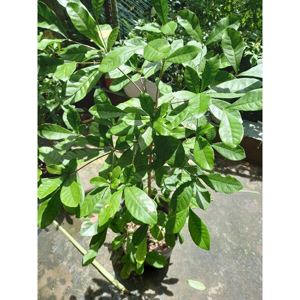 CÂY THẦN KÌ CAO 1M3 ĐẾN 1M5