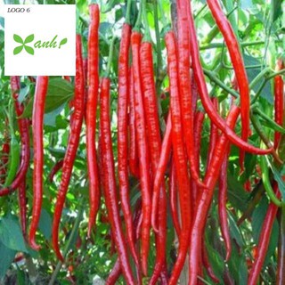 Hạt Giống Ớt hàn Quốc 30 Hạt