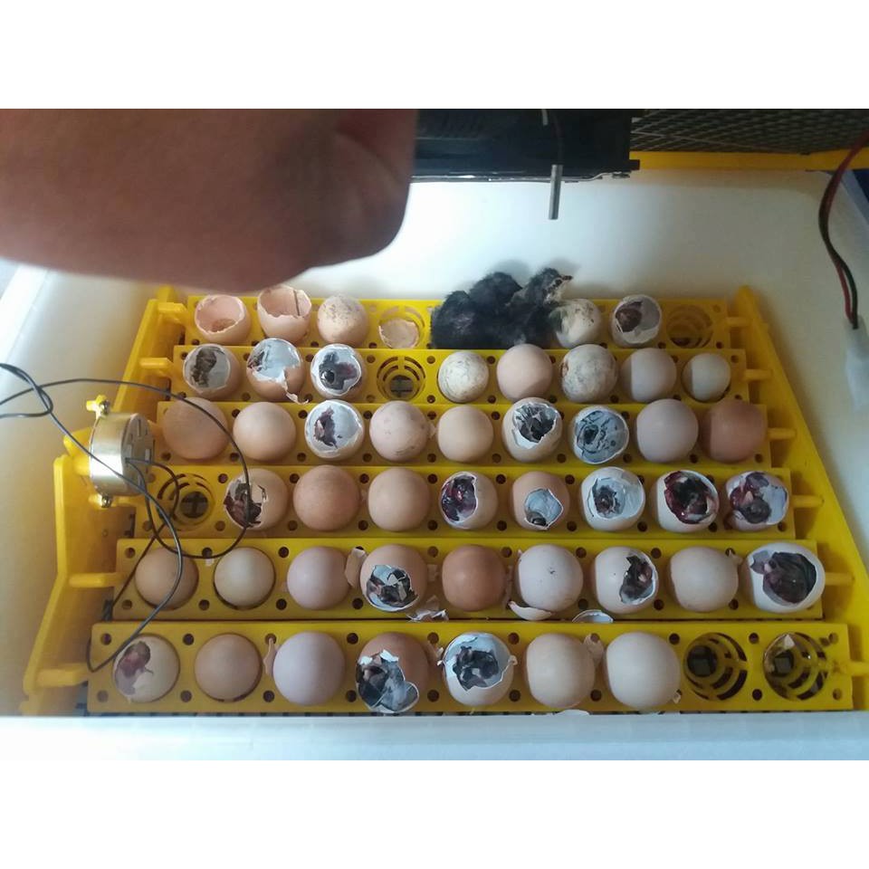 Máy Ấp Trứng Giá Tốt - Lắp Đặt Sẵn - Đảo Tự Động - Mua về là sử dụng được ngay