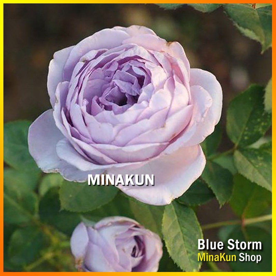 Gốc hoa hồng ngoại Blue Storm Rose tím cực đẹp - Shop đã ủ kích rễ, rễ trần hàng đẹp