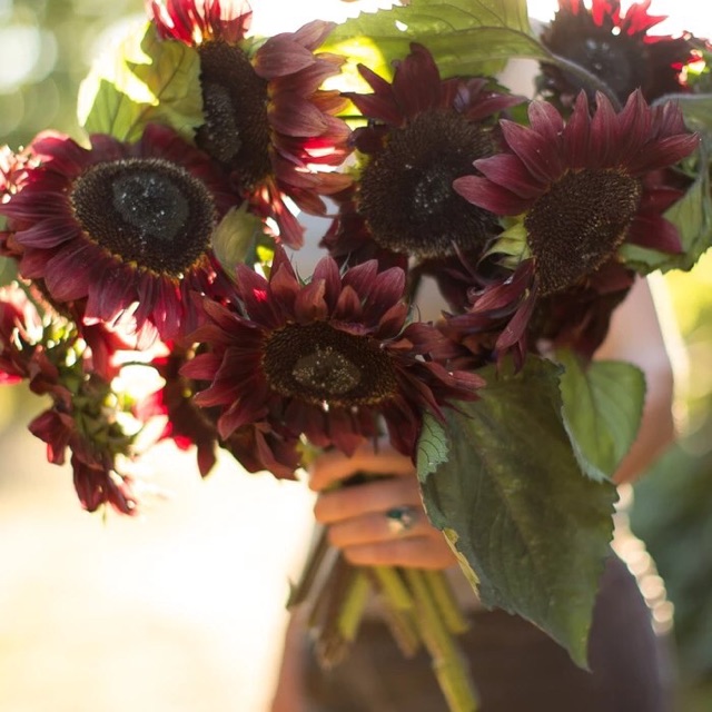 100 H- Hạt giống hướng dương nhung đỏ F1 (red velvet sunflower)