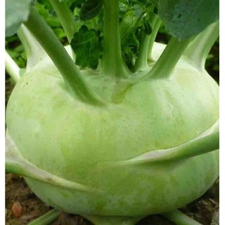 Hạt giống củ su hào