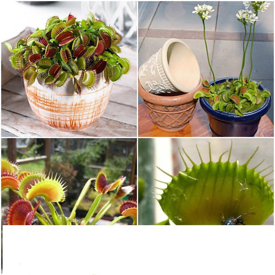 45a Hạt giống cây Bắt Ruồi + Diệt Côn Trùng ( 4- 5 hạt) KHUYẾN MẠI SHOP MỚI HẠ GIÁ SỈ