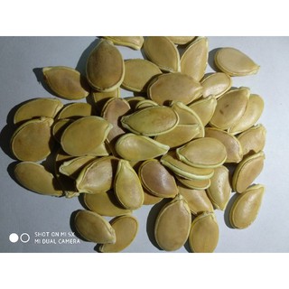 10 Hạt giống bí ngô mini