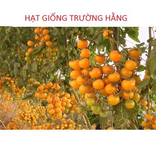 🍀HẠT GIỐNG CÀ CHUA BI VÀNG CHUỖI NGỌC F1🍀 DỄ TRỒNG SIÊU NĂNG XUẤT