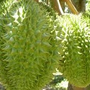 PHÂN BÓN VI LƯỢNG FERTILIZER COMBI ORGANIC . Gói 25gam