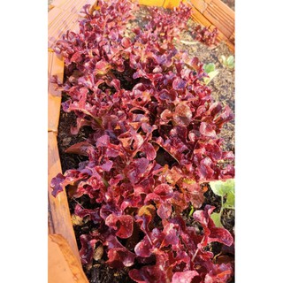 [Hạt Giống Thái Lan] Xà Lách Red Oak (Gói zin 0.5gram)