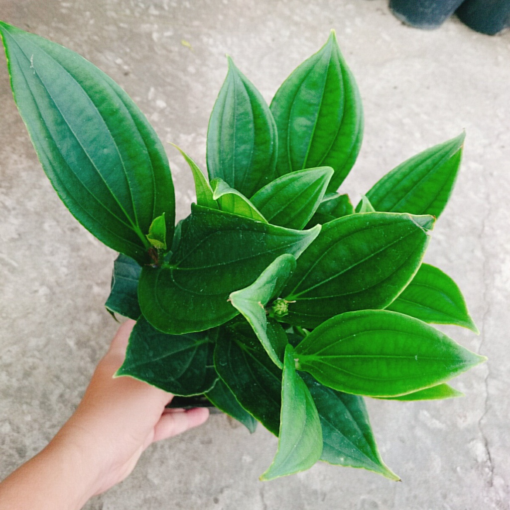 Hòn Ngọc Viễn Đông - cây cảnh để bàn - caykiengsadec