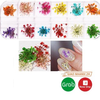 Hoa khô trang trí móng cánh nhỏ 12 màu