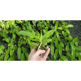 [Siêu Sale] nhạn thái 4n cây giống 12 tháng
