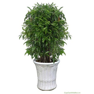 CHẬU CÂY TRÚC NHẬT CAO 1M -LOÀI CÂY LỌC KHÔNG KHÍ,VƯỢNG PHONG THỦY CHO GIA CHỦ