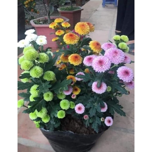😍😍😍sỉ lẻ cúc giống số lượng lớn.