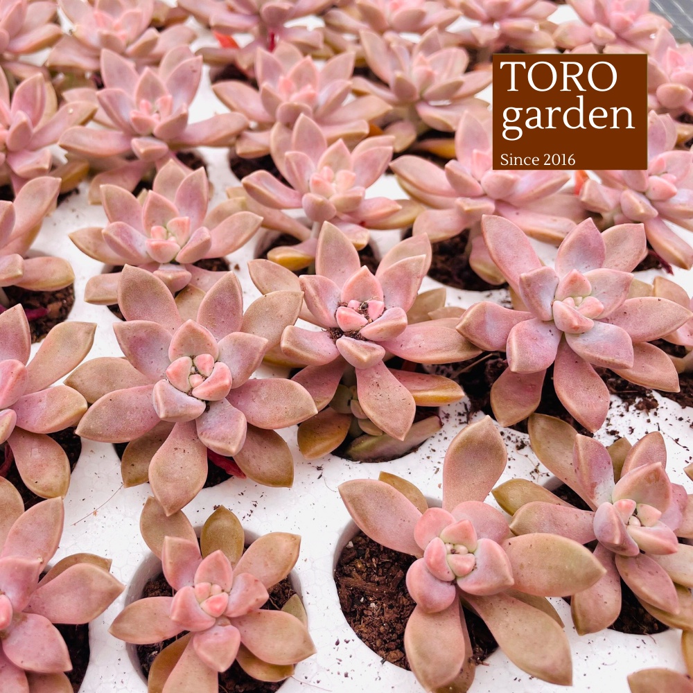 Sen đá đá tím Đà Lạt size mini cây cảnh trang trí nhà cửa Toro garden