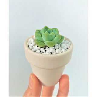 Sen đá mini - kèm chậu gốm trắng