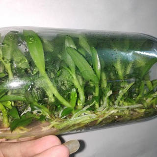 Giả Hạc Ma Bó - Chai mô gieo hạt 25 cây