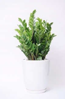 Cây kim tiền lớn phong thủy hút tài lộc