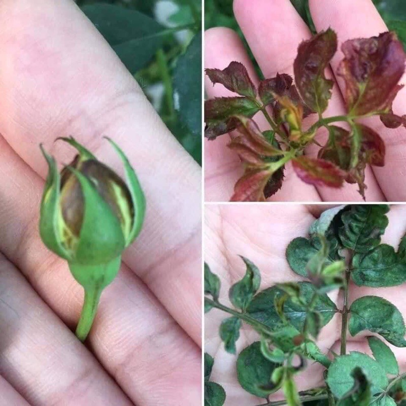Rầy rệp, bọ trĩ, bọ phấn , bọ nhảy trên sen đá, hoa hồng, cây kiểng...