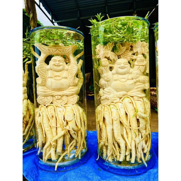 Đinh lăng điêu khắc, tam đa 25l