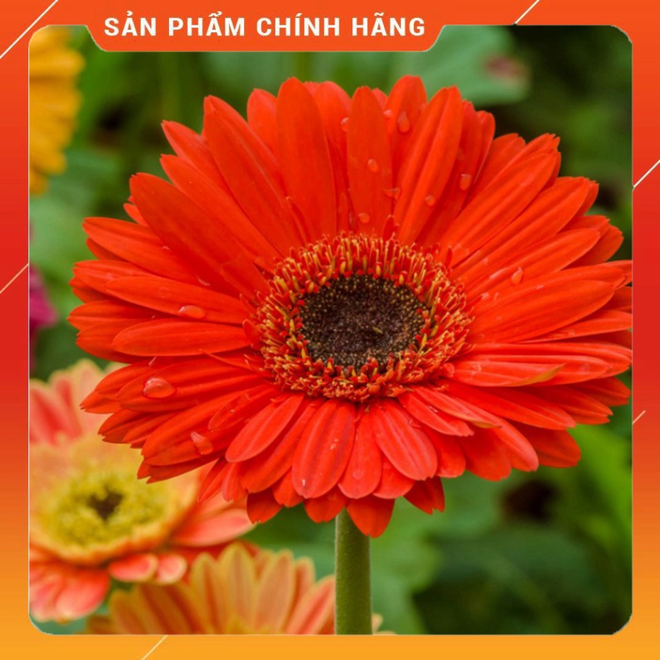 Kích thích sinh trưởng Comcat 150WP từ A đến Z gói 7.55 gr . Nông Dược Xanh