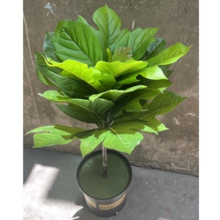 Cây giả-Cây bàng singapo lá xẻ cao 1m , trang trí,decor nội thất