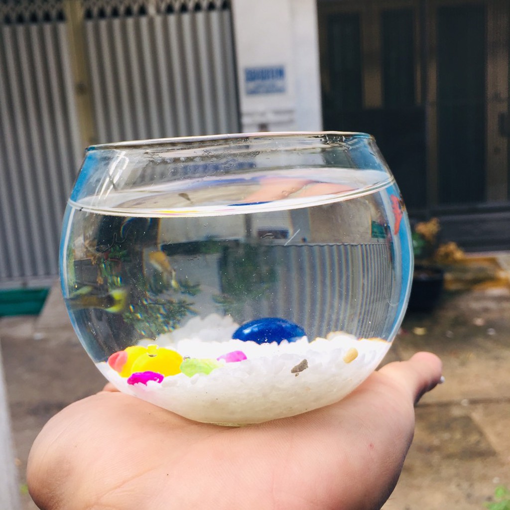 Chậu thủy tinh , bể cá mini tròn 10cm