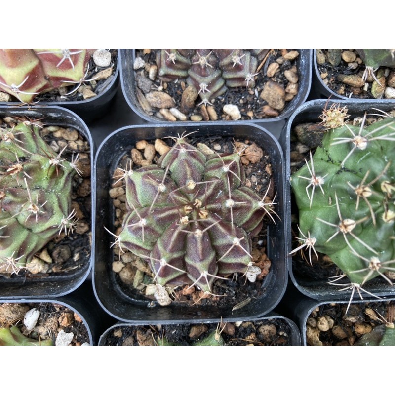 Xương rồng Gym vân ~5cm